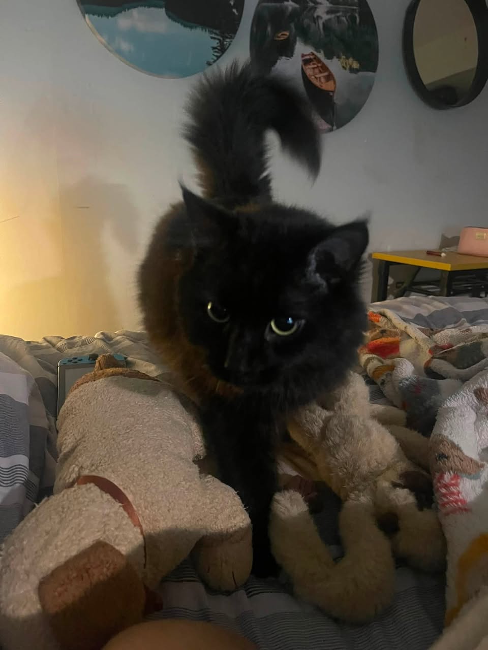 Lost cat