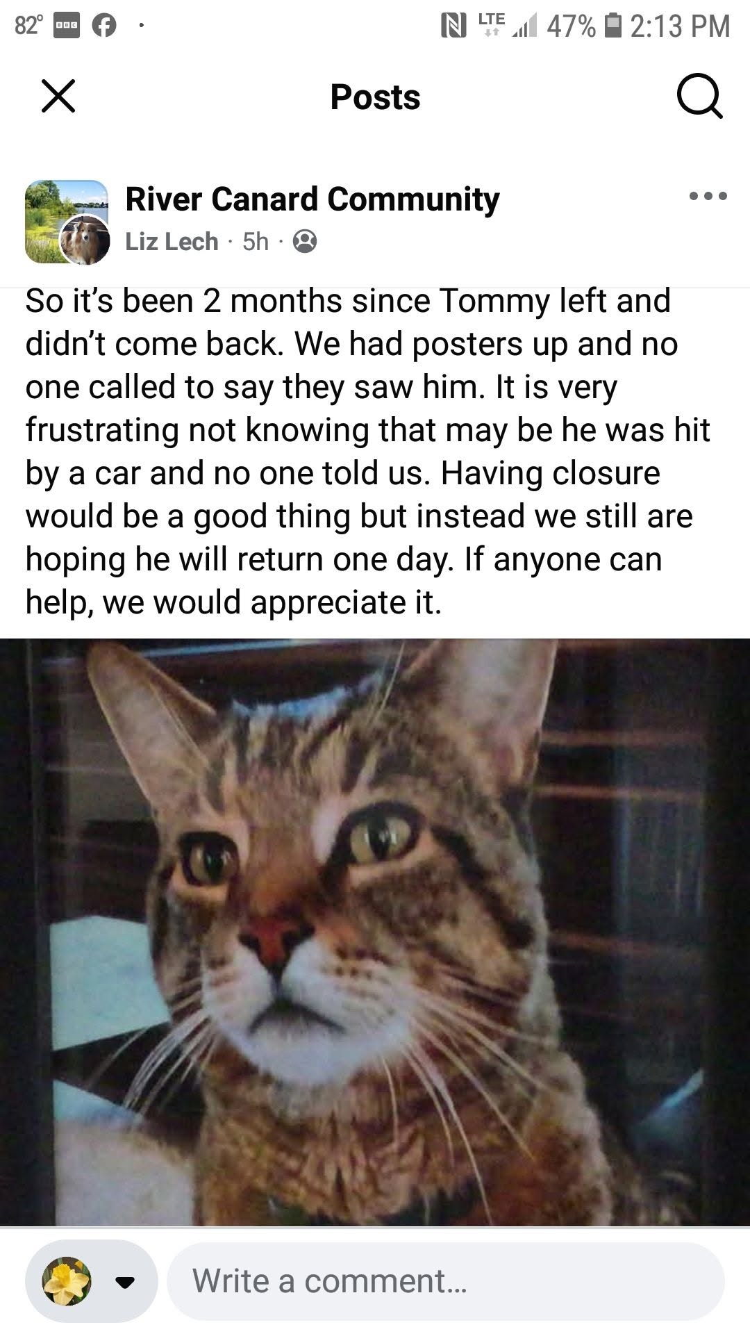 Lost Cat in River Canard