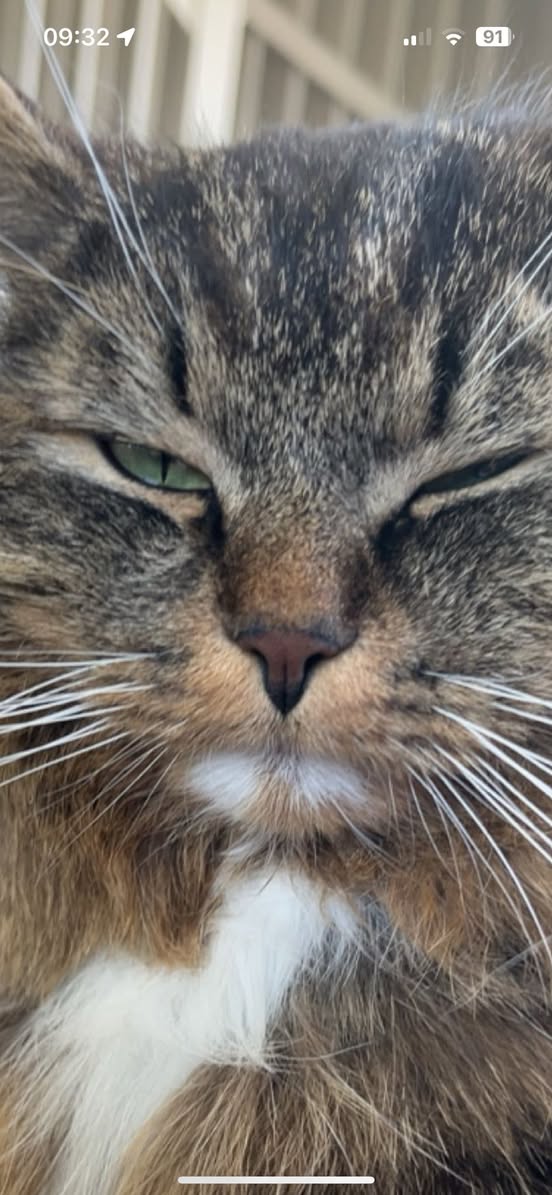 Lost Cat in Ottestad