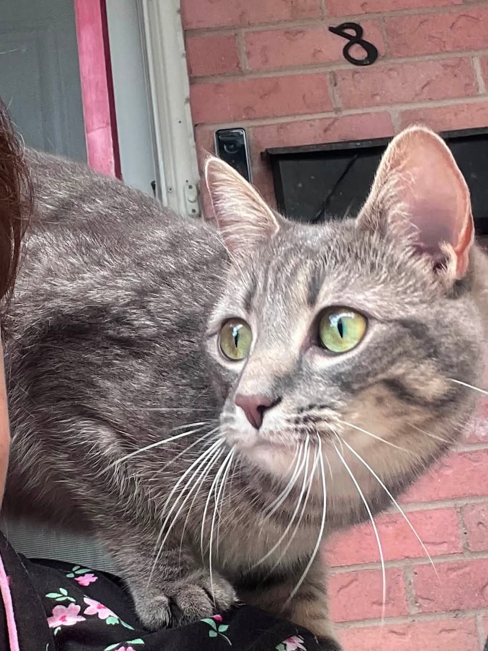 Lost cat