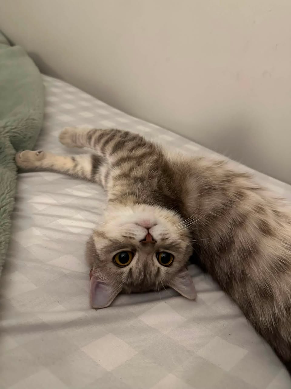 Lost cat