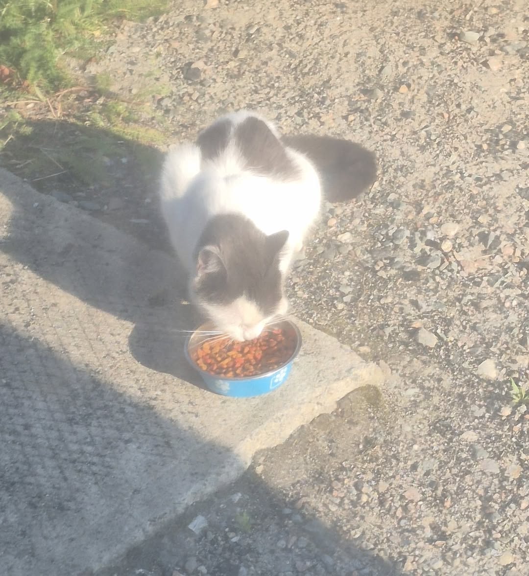 Found cat