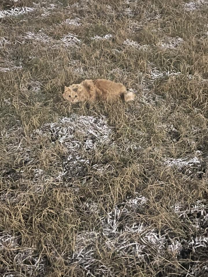 Found cat