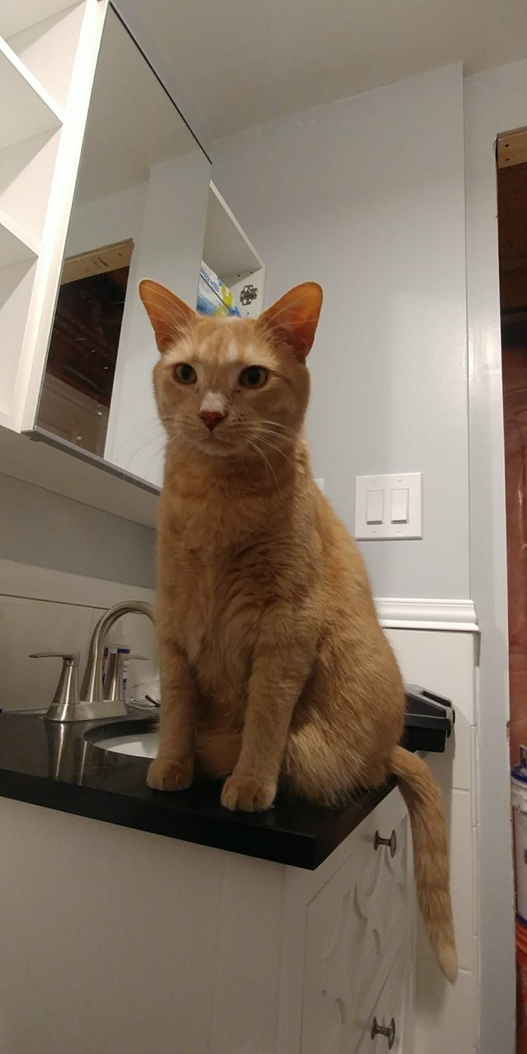 Lost cat