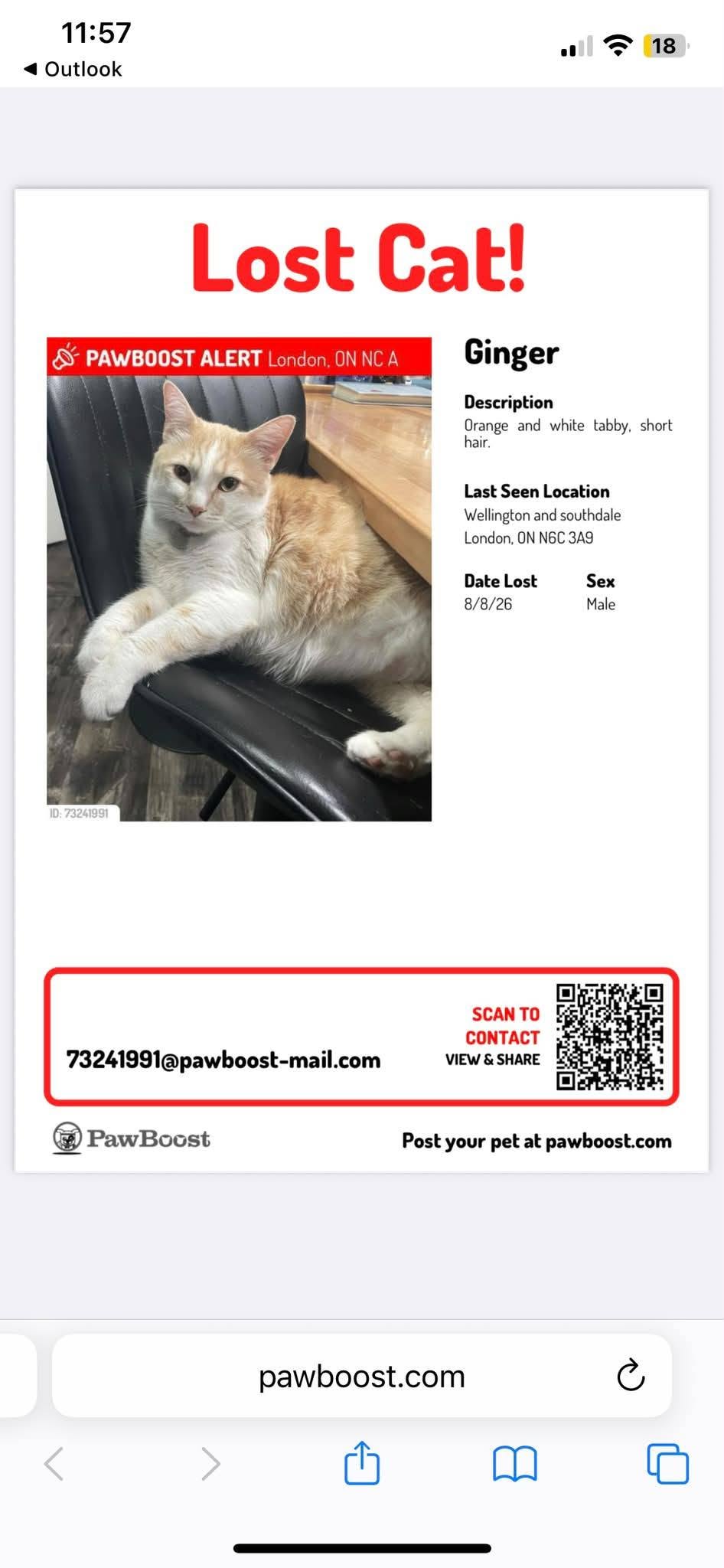 Lost cat