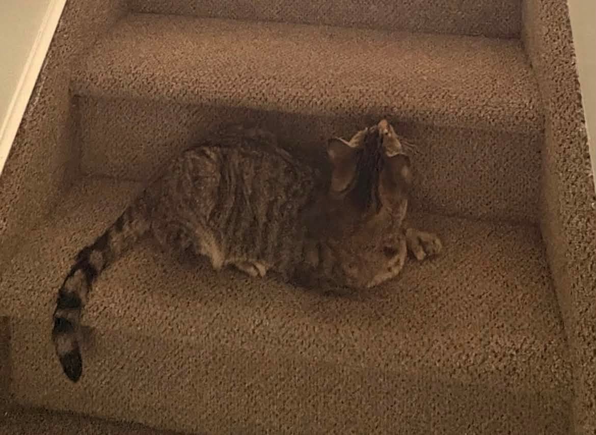 Lost cat