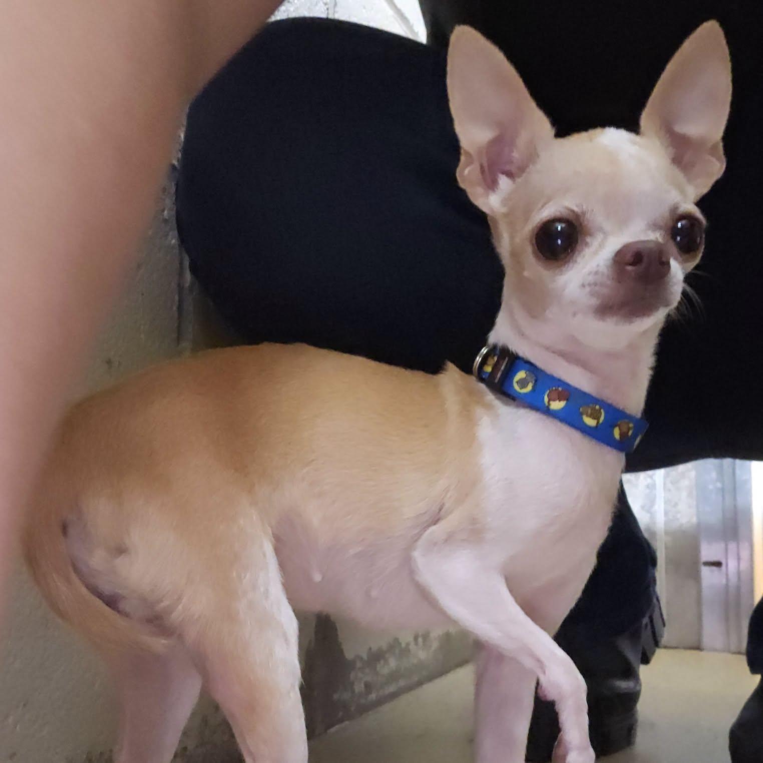 Found dog