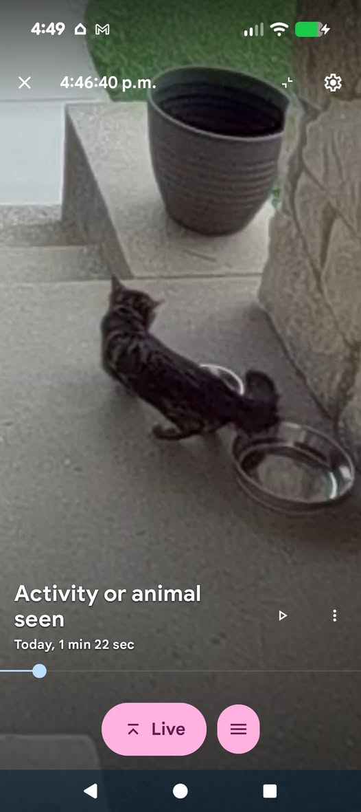 Found cat