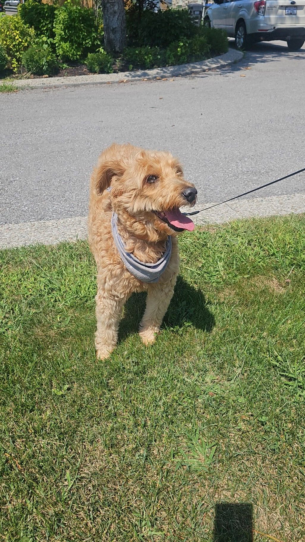 Found dog