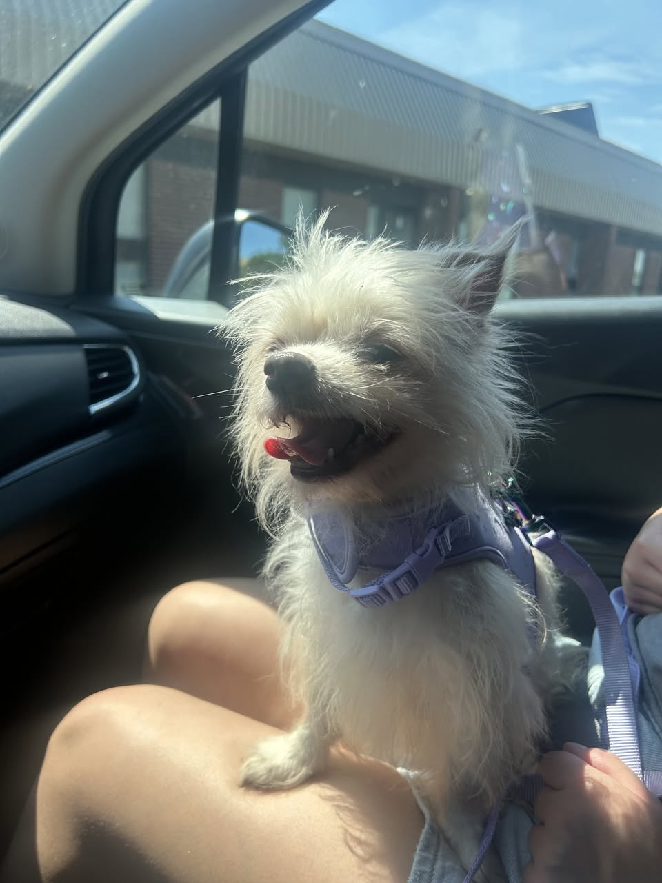 Found dog