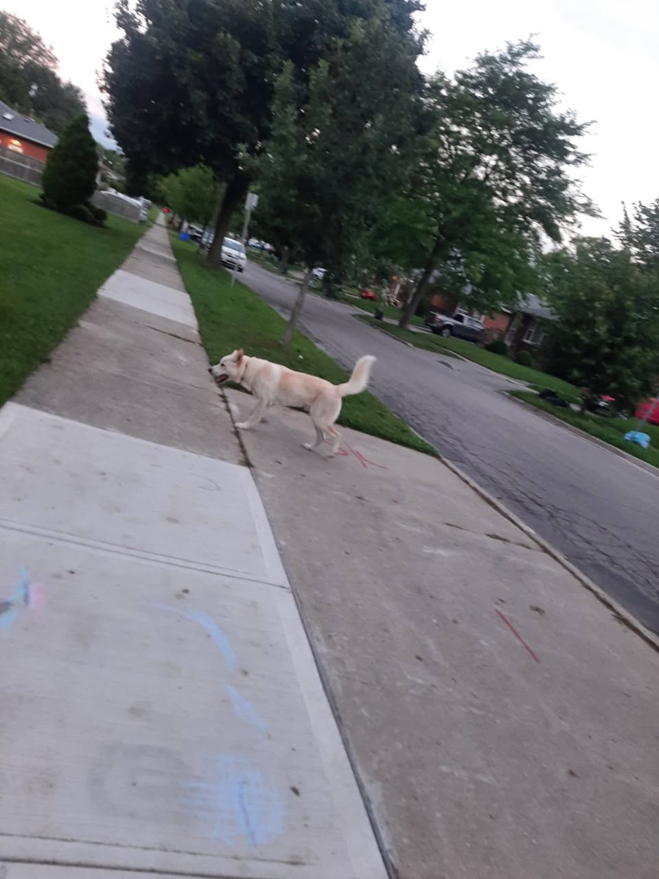 Found dog