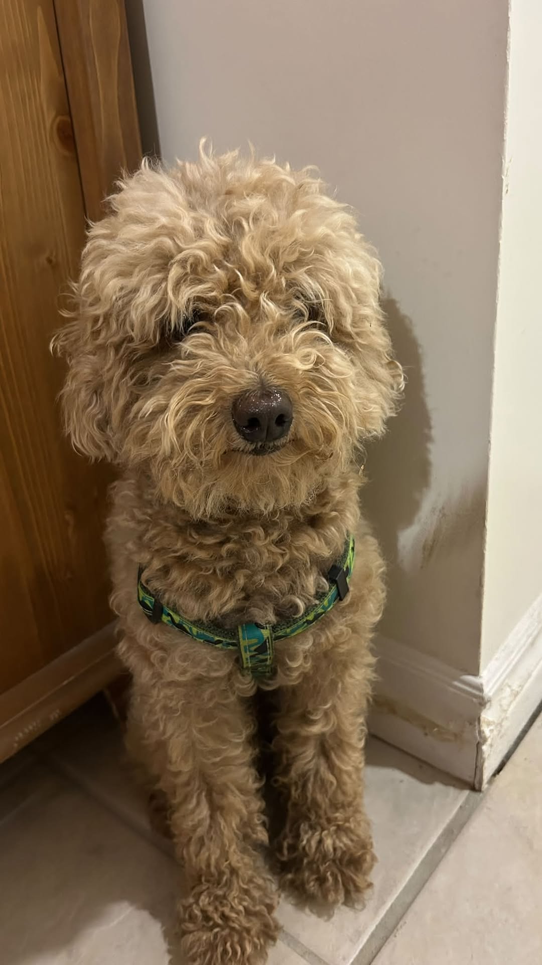 Found dog