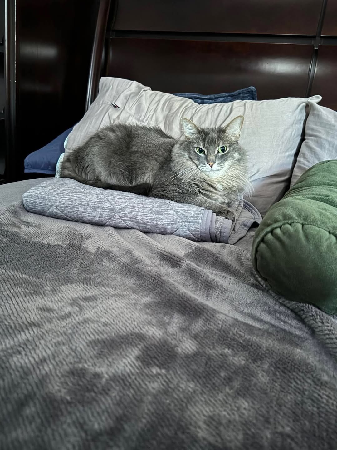 Lost cat