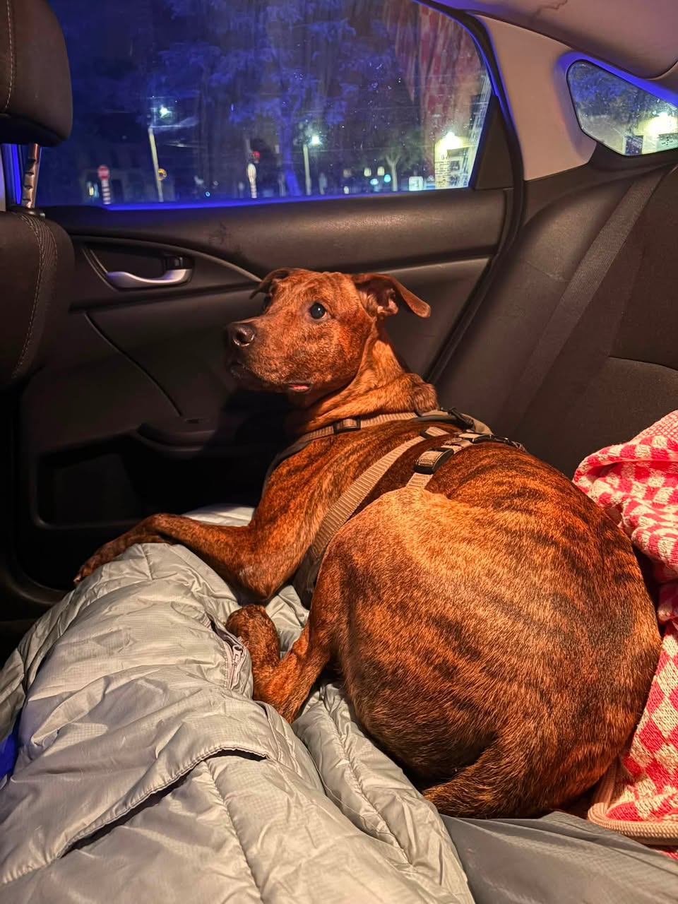 Found dog