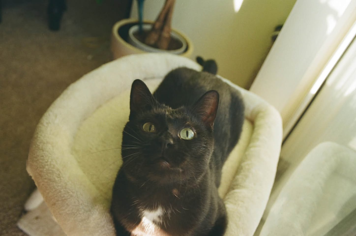 Lost cat