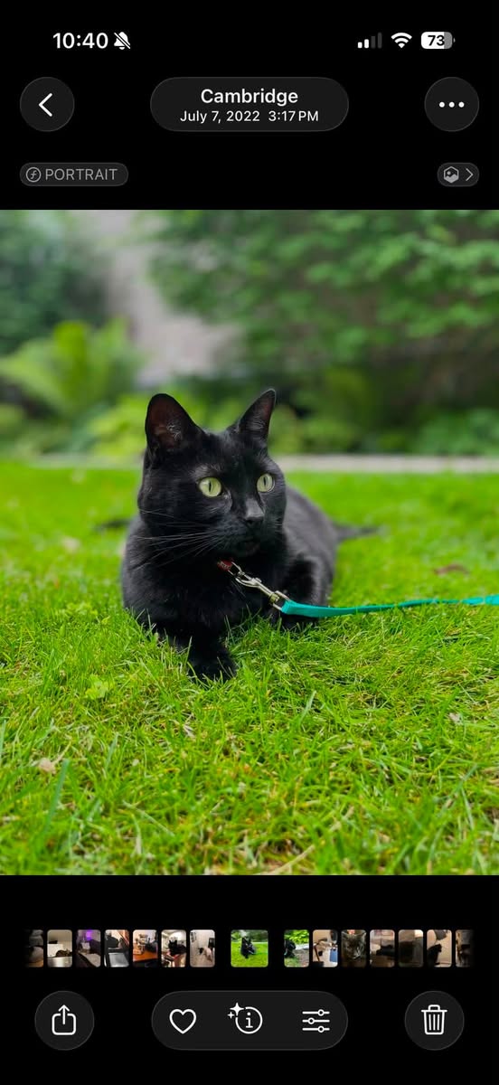 Lost cat