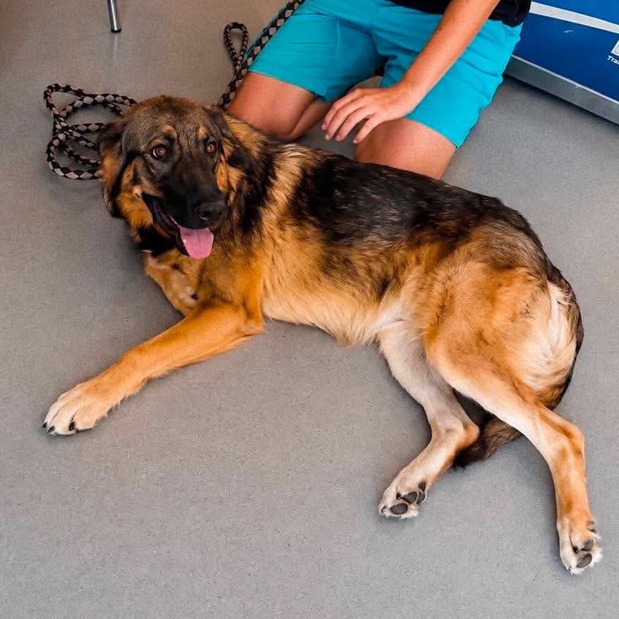 Found Dog in Ontario