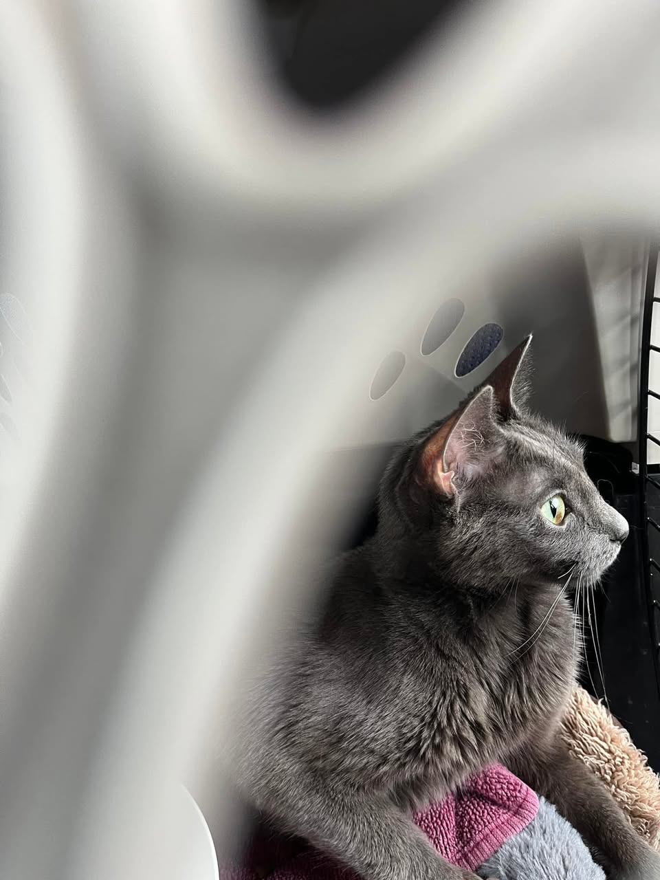 Found cat
