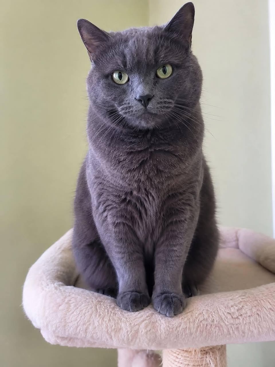 Lost Cat in Hamilton