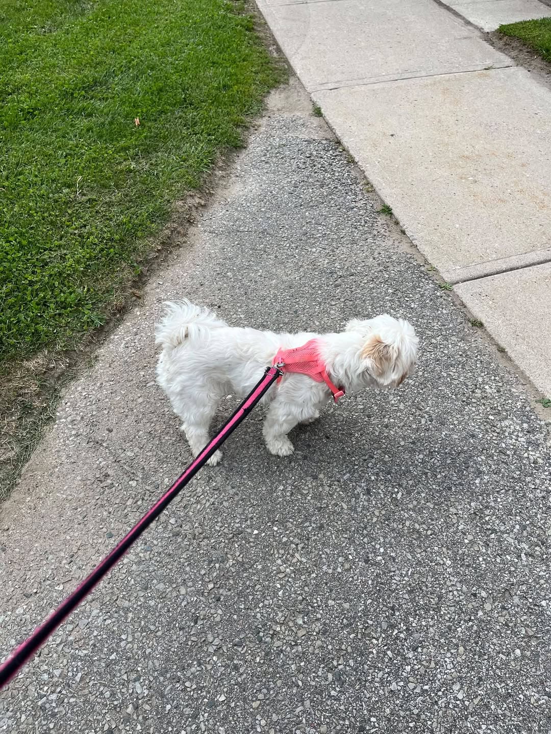 Found dog