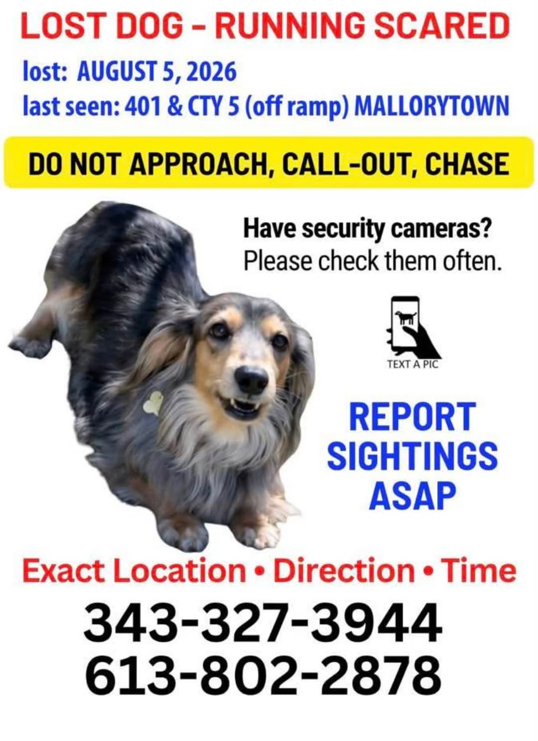 Lost Dog in Mallorytown