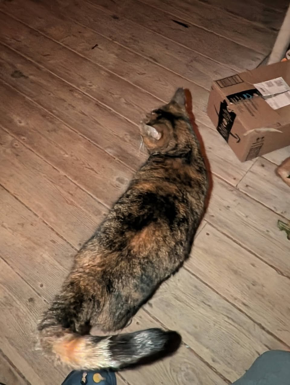 Found Cat in Corner Of Hensall And Malden