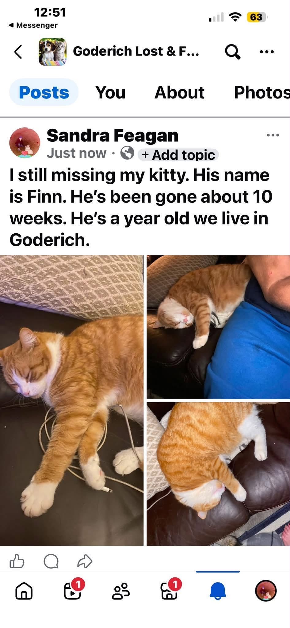 Lost Cat in Goderich