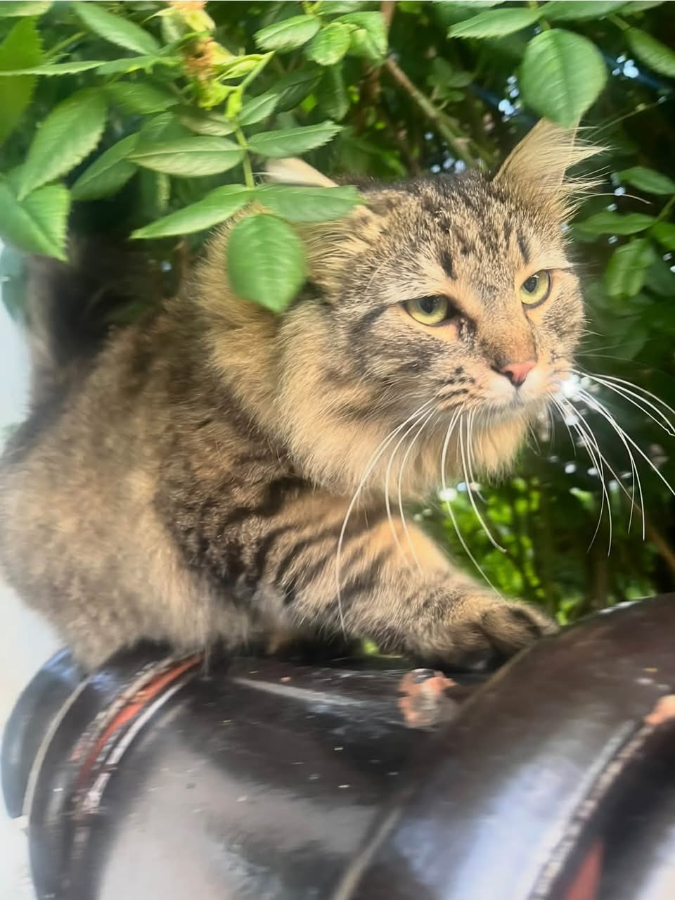 Lost Cat in Eik
