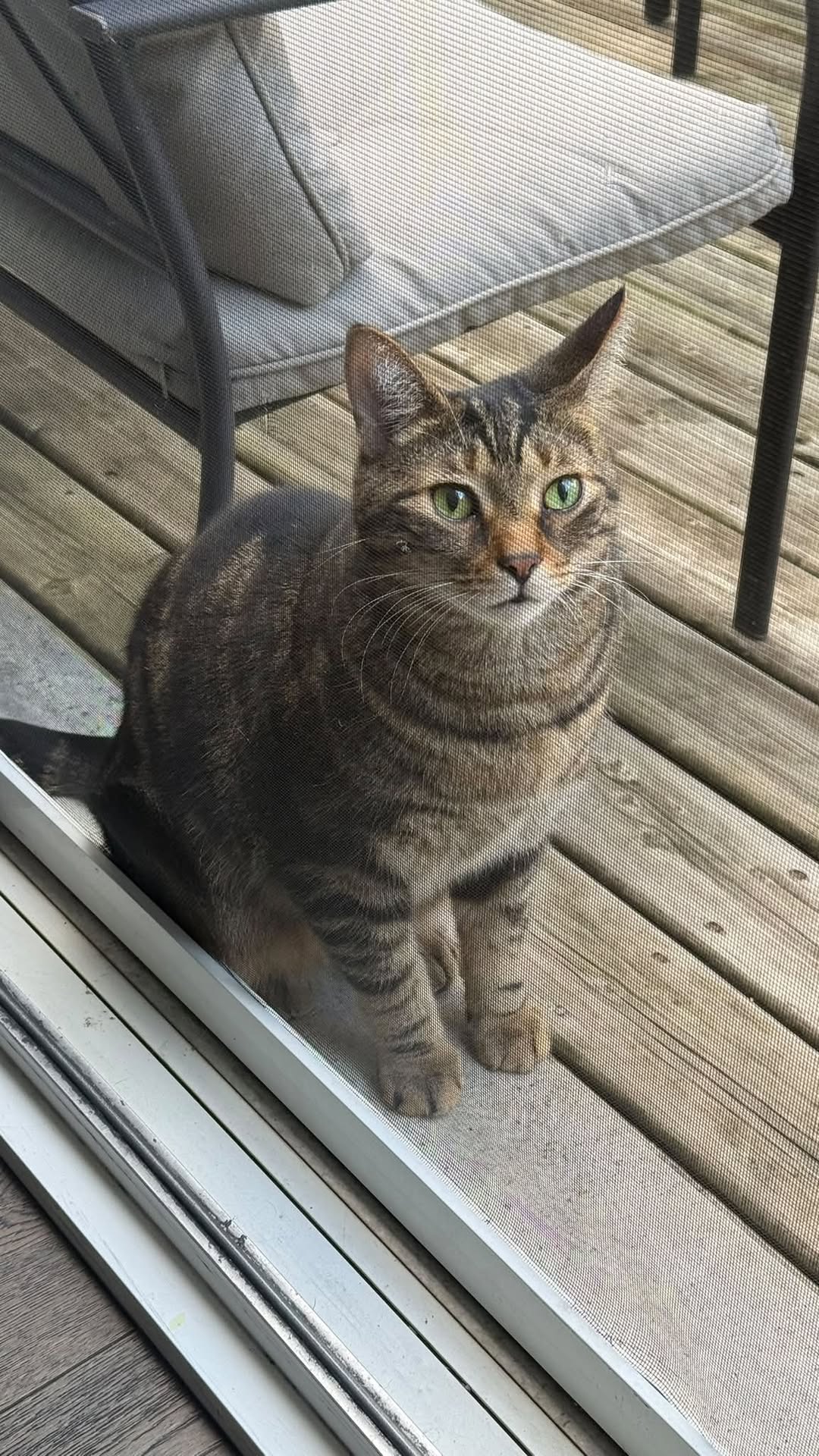 Found Cat in Ontario