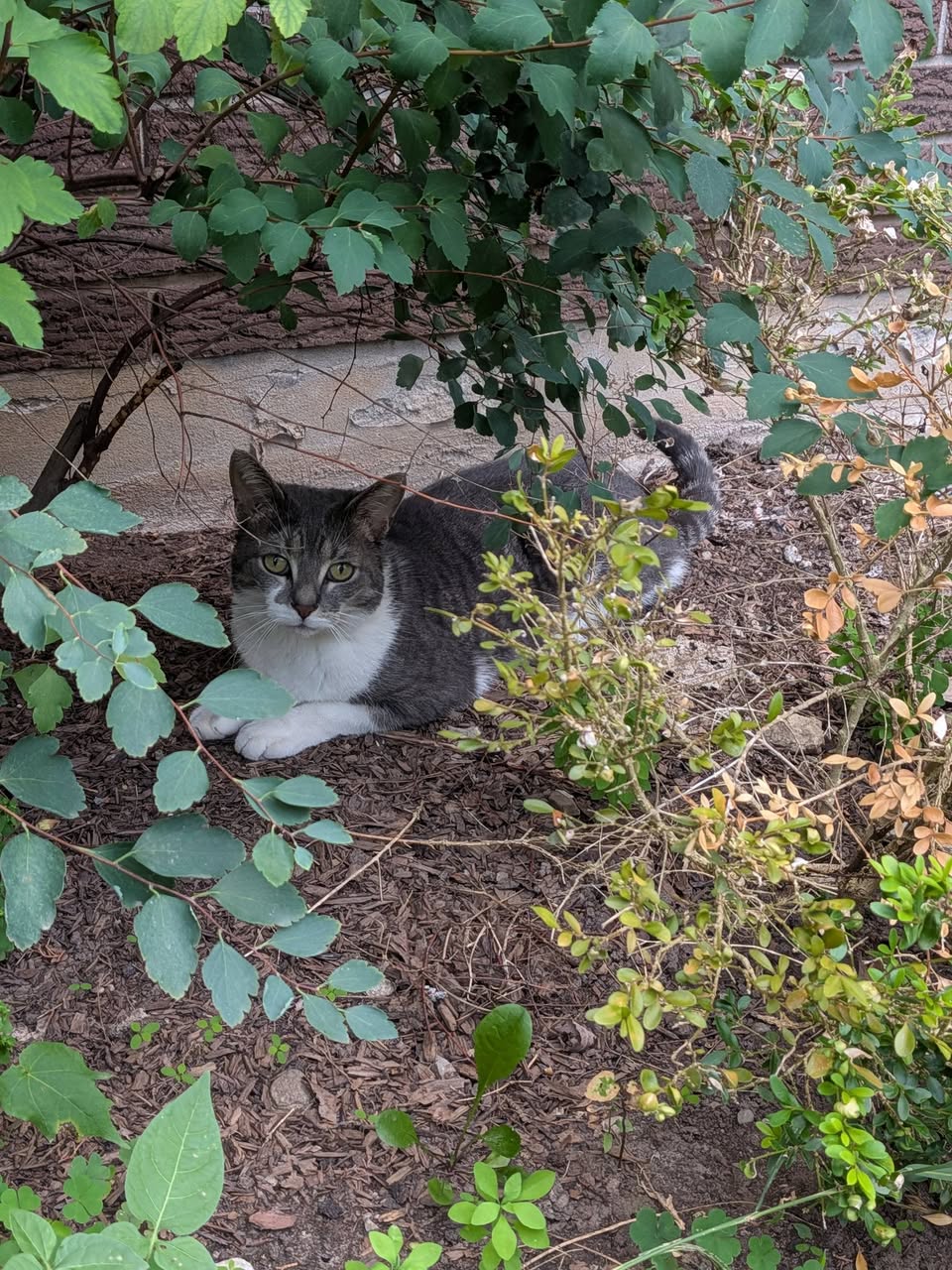 Found cat