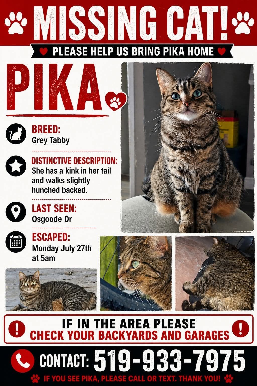 Lost Cat in London
