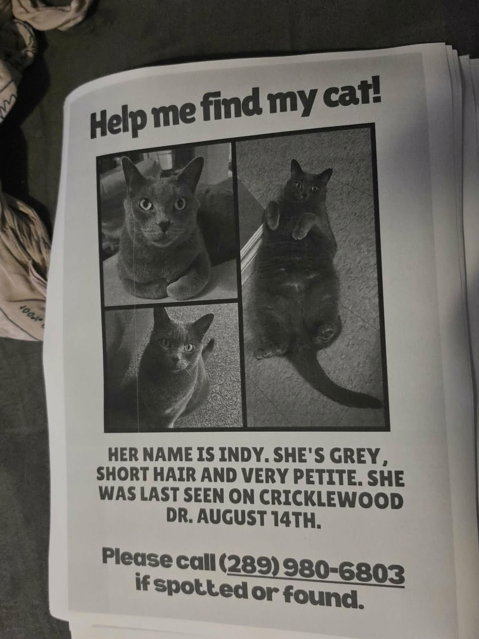 Lost Cat in Oshawa