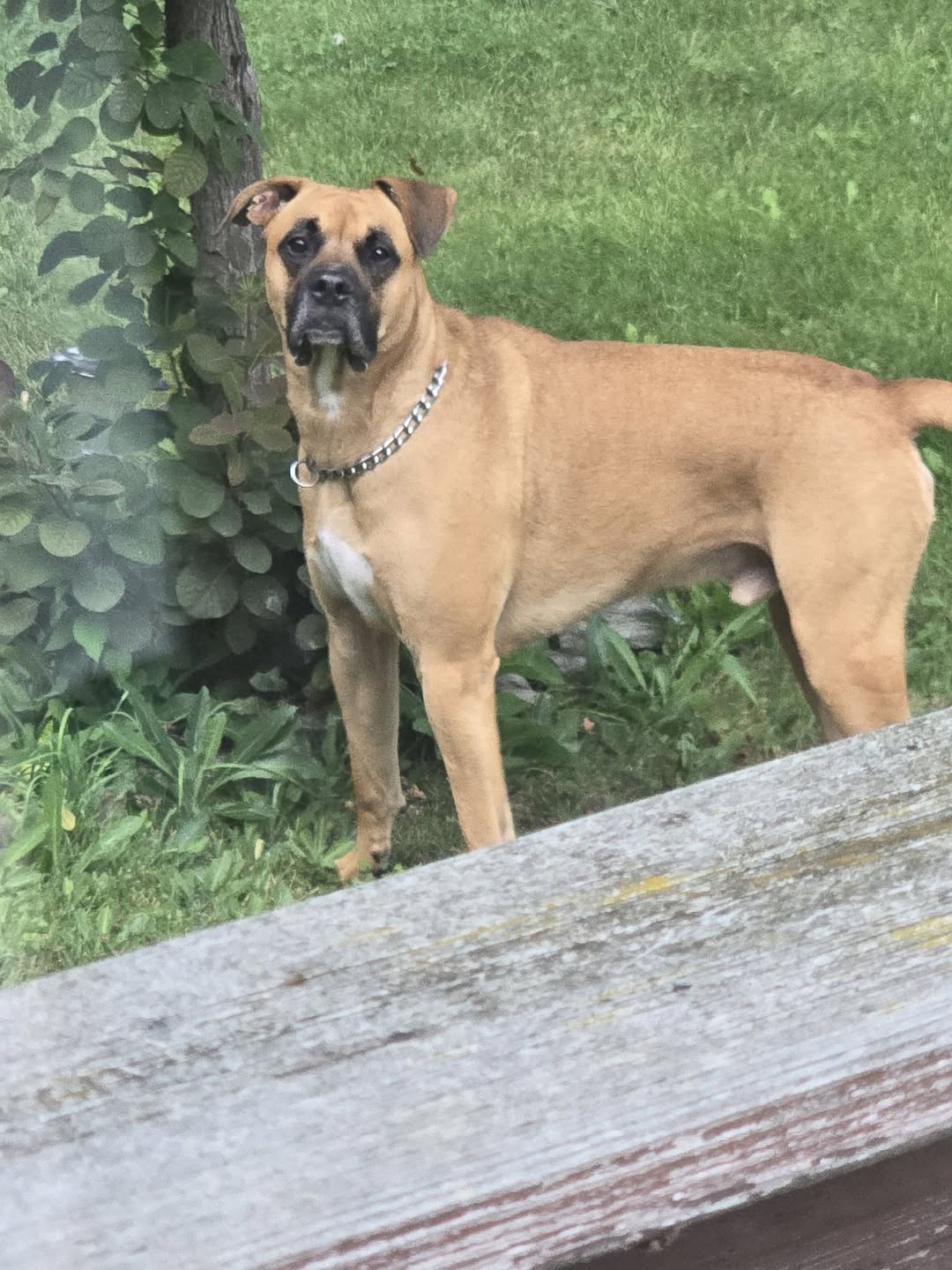 Found Dog in Ontario
