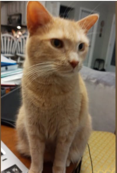 Lost cat