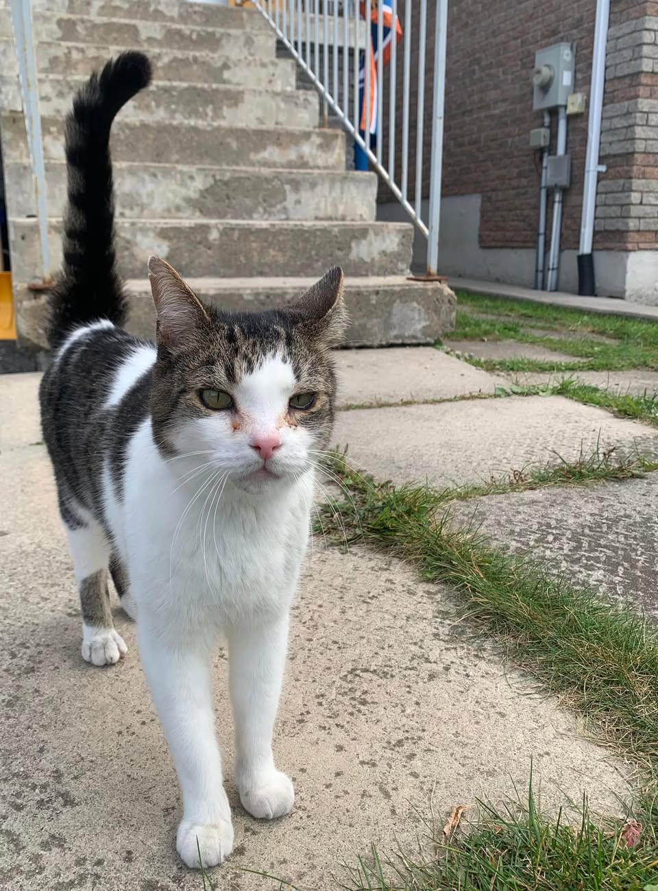 Found cat