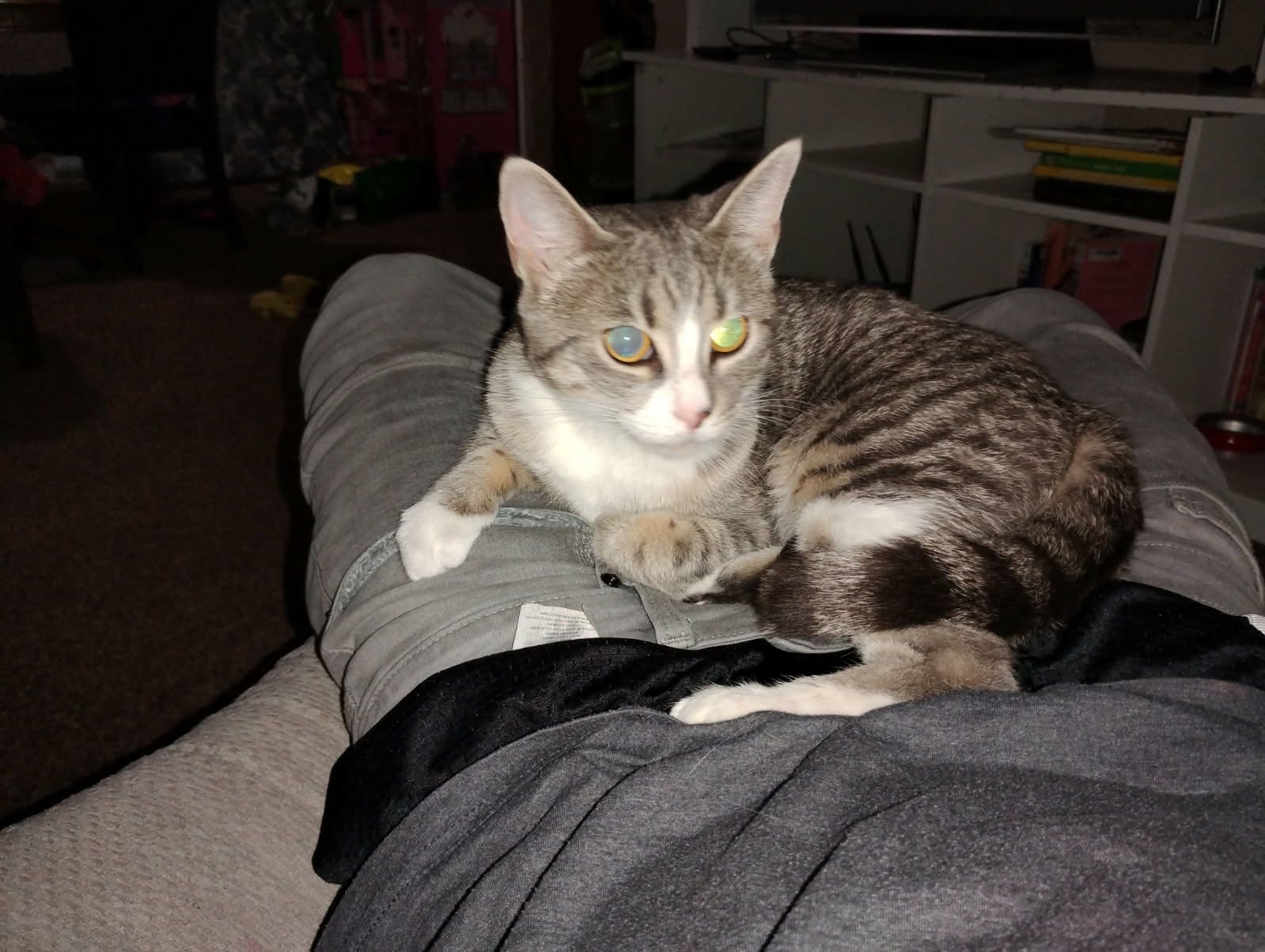 Lost Cat in Timberwalk
