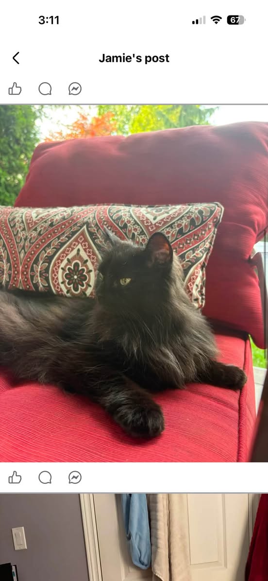 Lost cat
