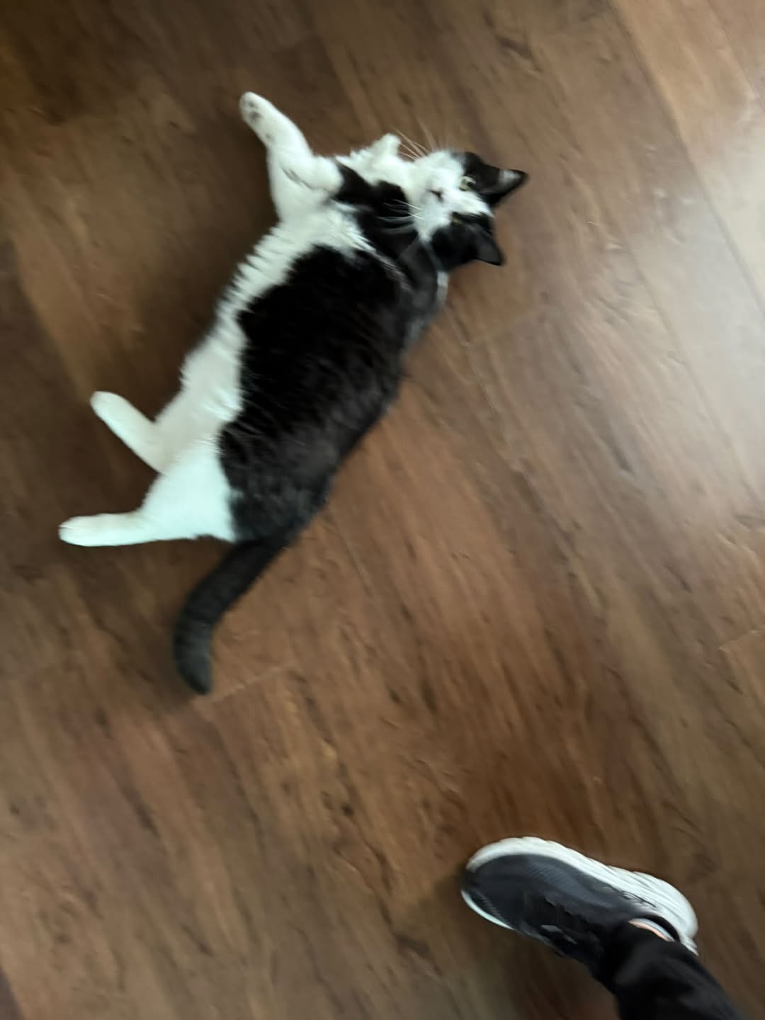 Lost Cat in Ontario