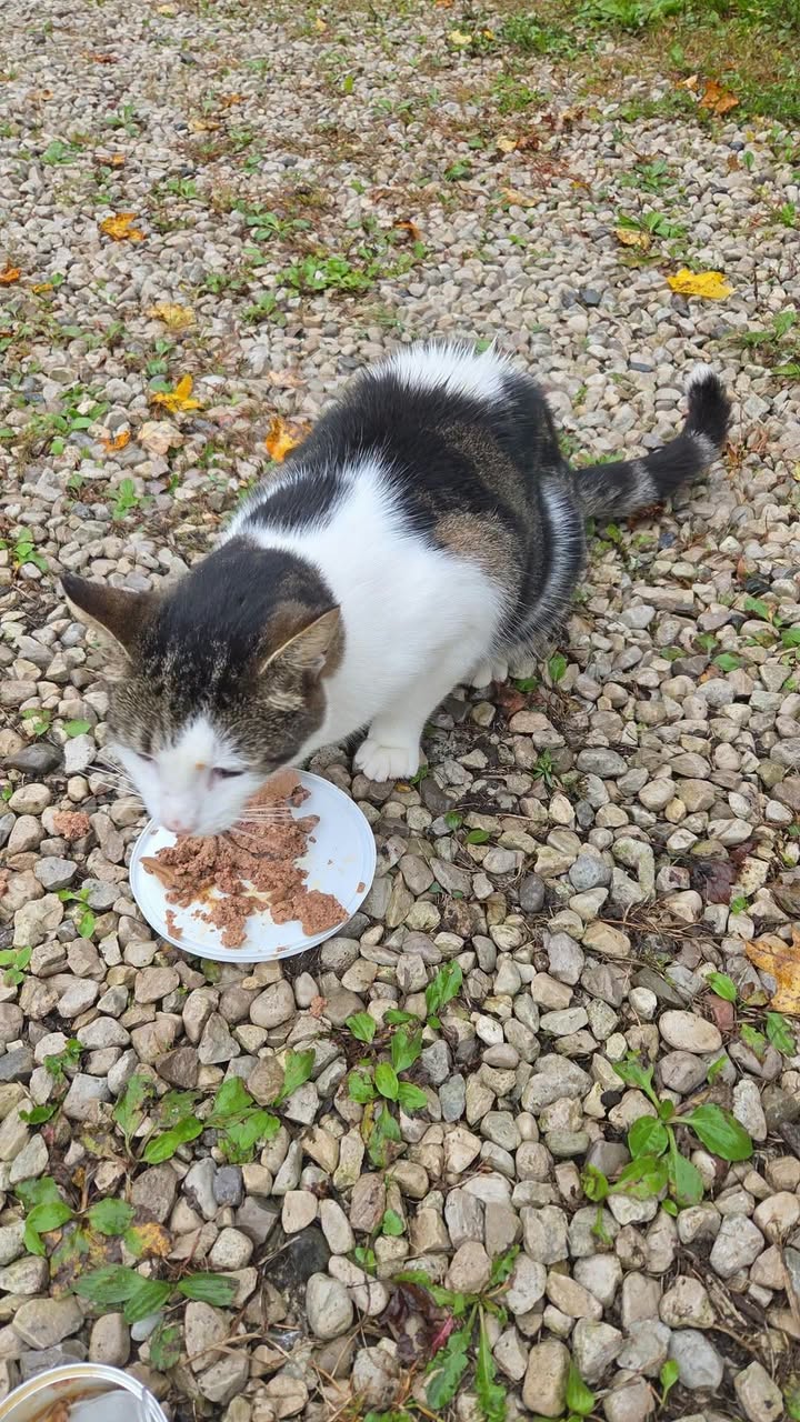 Found cat