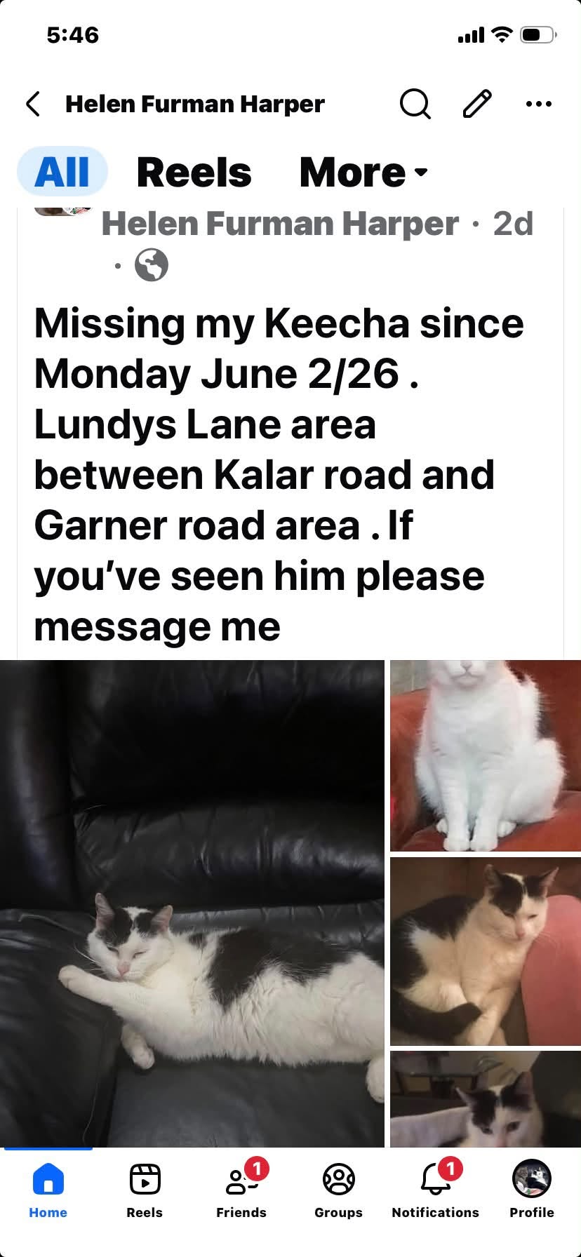 Lost Cat in Niagara Falls