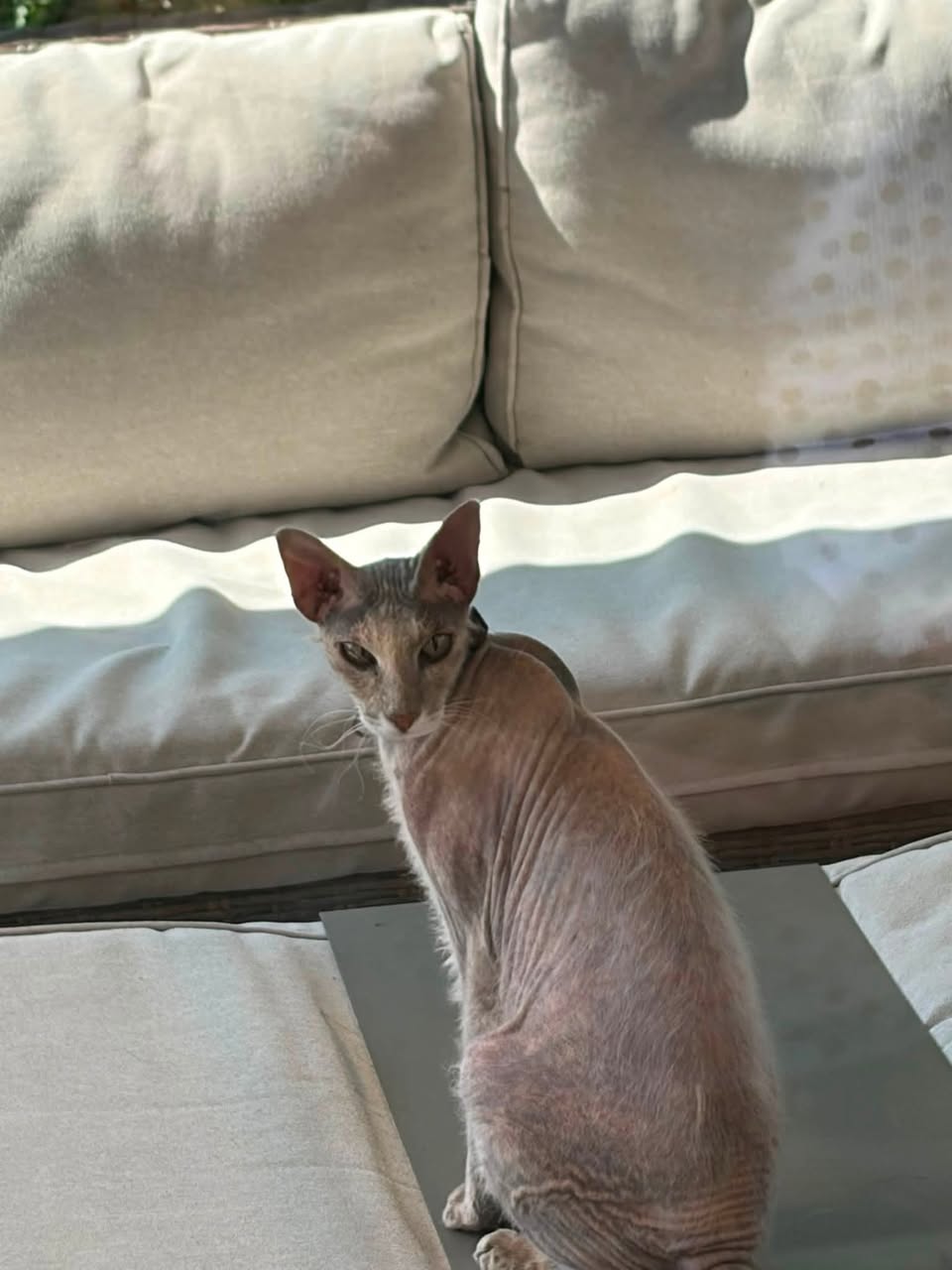 Found cat