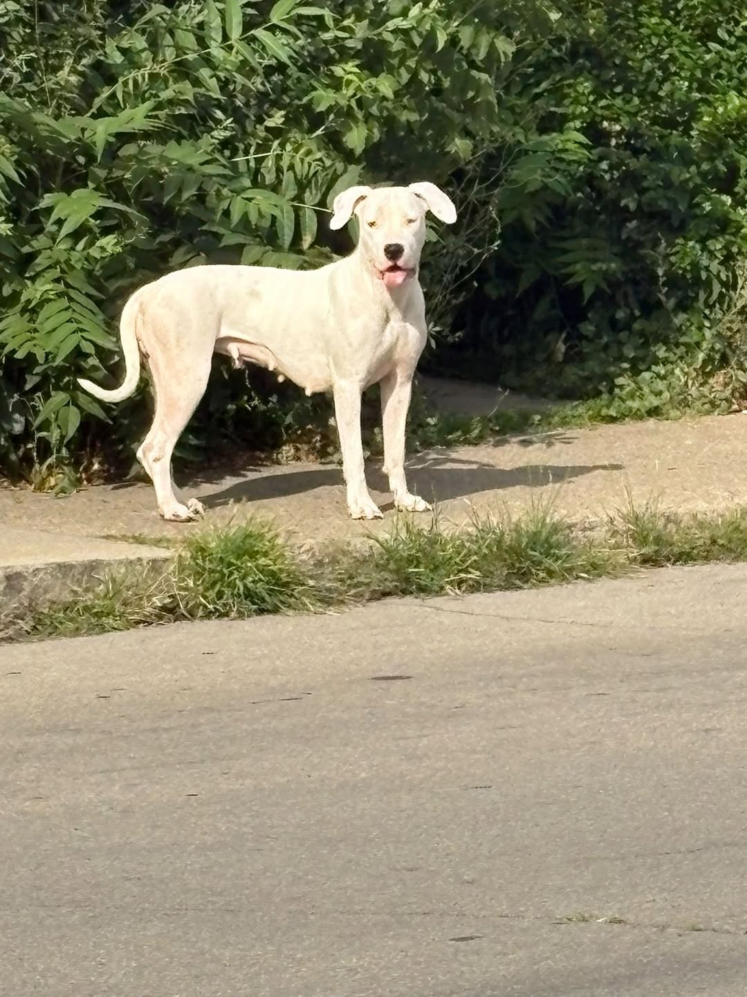 Found dog