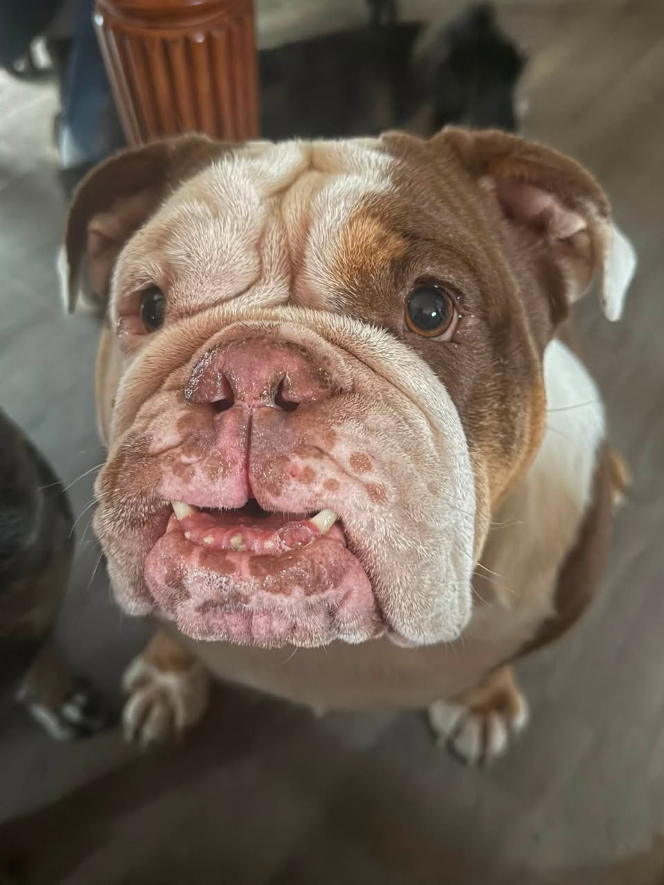 Lost Dog in Ontario