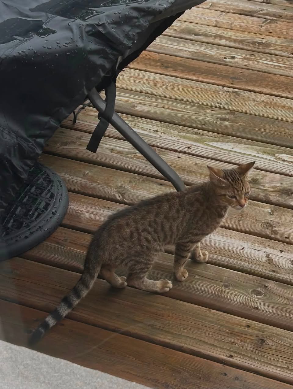 Found cat