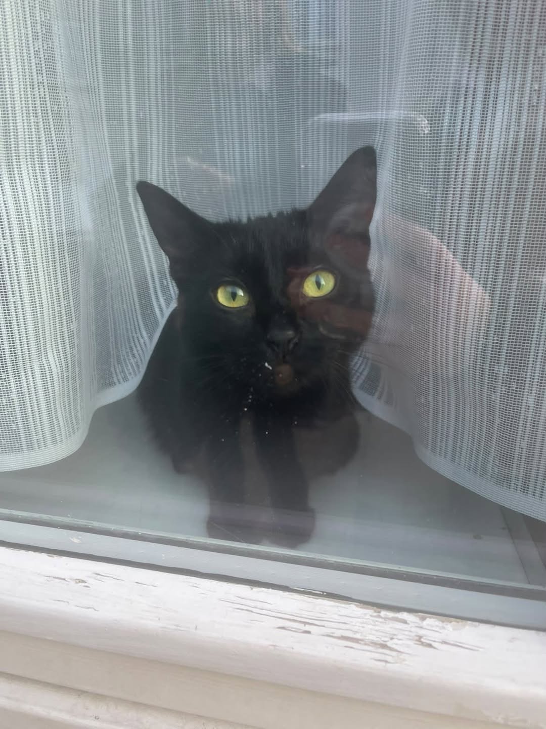 Lost Cat in Ontario