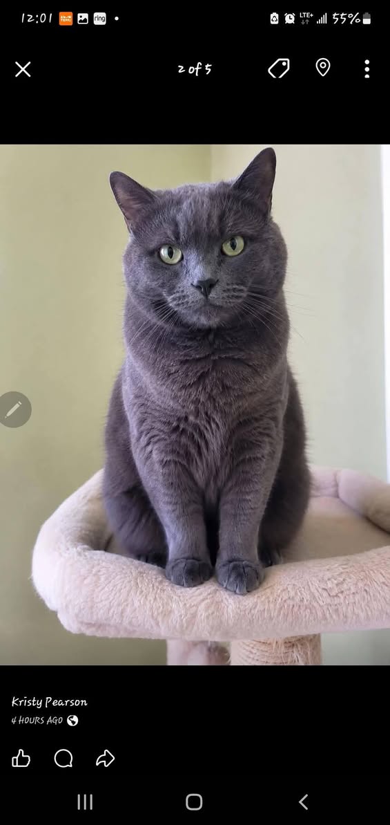 Lost Cat in Hamilton