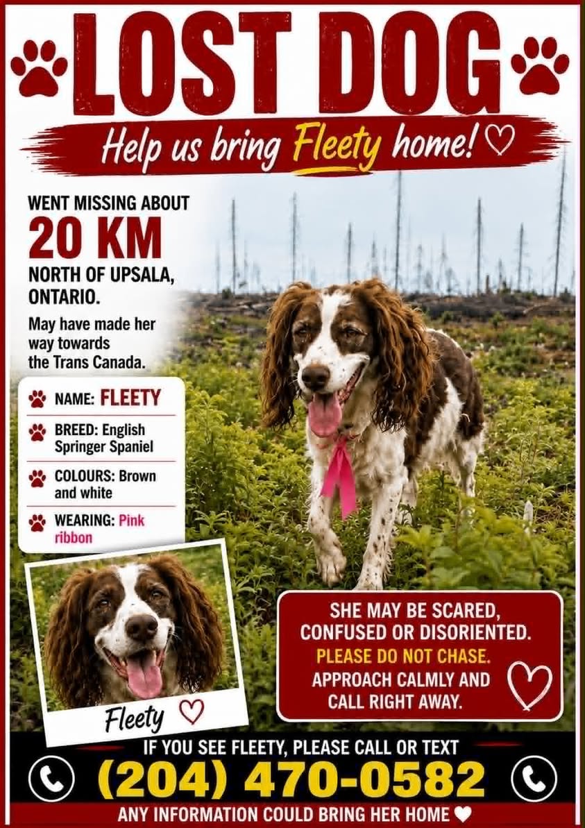 Lost Dog in Ontario