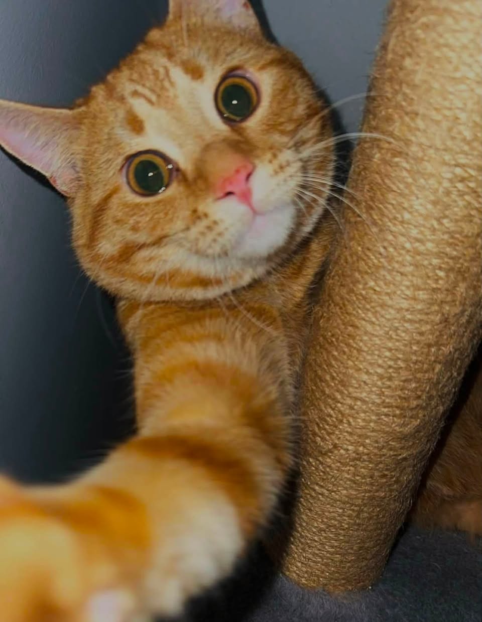 Lost Cat in London