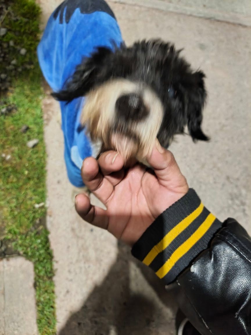 Found dog
