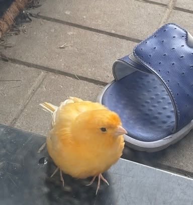Found bird